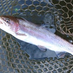 ボトム狙いで好調続く大安トラウトレイク